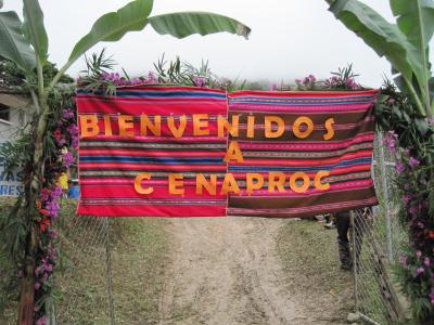 Bolivia Organic Peaberry CENAPROC